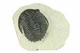 Bargain, Hollardops Trilobite Fossil - Ofaten, Morocco #287469-1